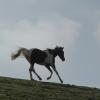 Cantering on the crest (2)