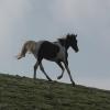 Cantering on the crest (3)