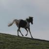 Cantering on the crest (4)