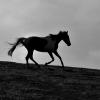 Cantering on the crest (5)