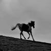 Cantering on the crest (6)