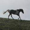 Cantering on the crest (7)