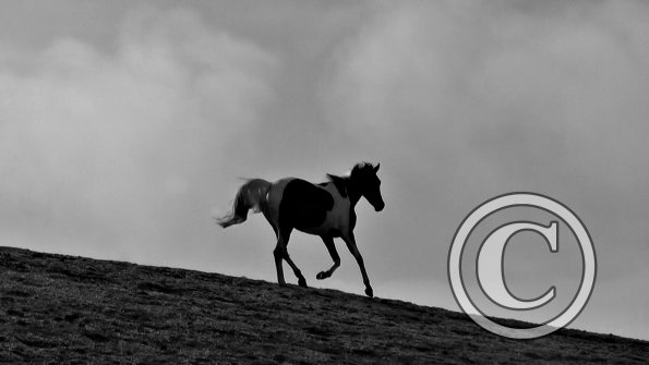 Cantering on the crest