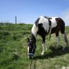 Walking out on the bridleway (3)