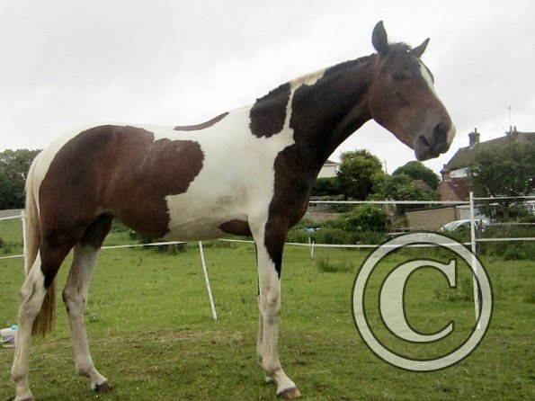 Paddock rest 20 June