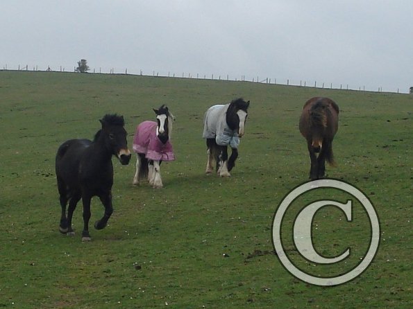 Angel Willow Jess and Pepsi