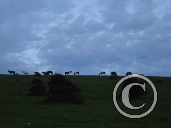 Grazing at dusk