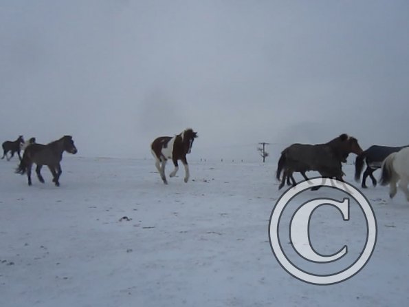 Brodie playing in the snow