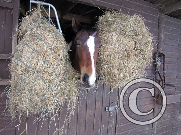 Ghost in her stable (2)