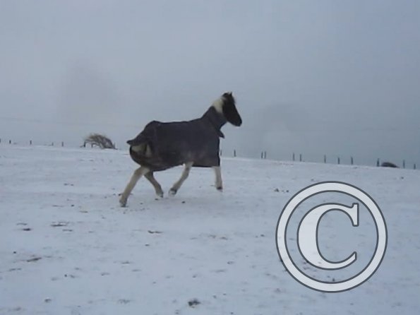 Indy playing in the snow