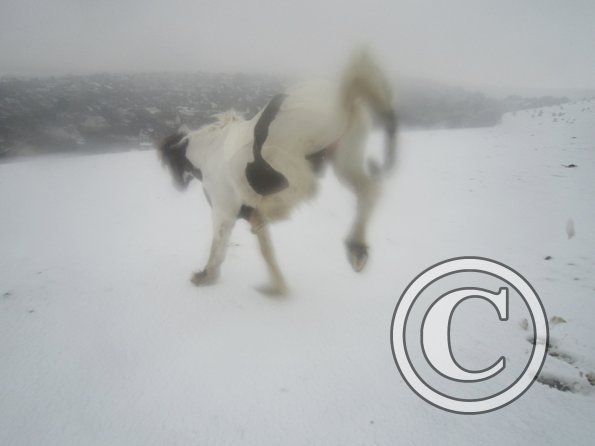 Lance playing in the snow