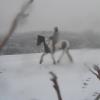 Lance ridden in the snow (2)
