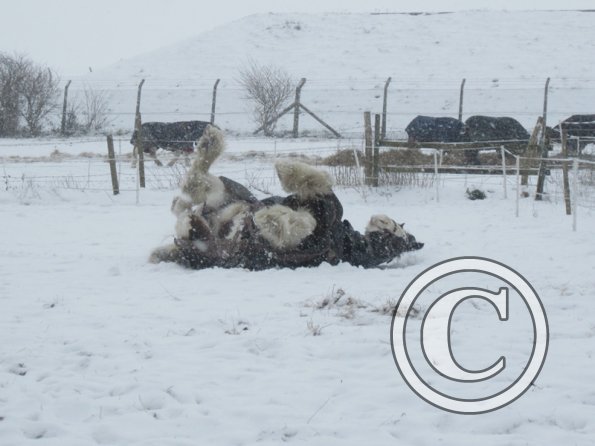 Lucy Locket in the snow
