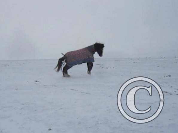 Teddy playing in the snow
