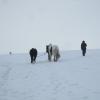 Tundra herders (2)