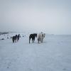 Tundra herders (7)