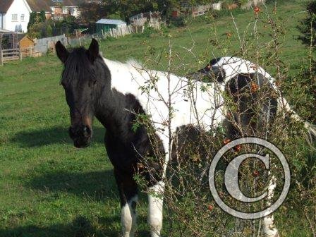 f Not very well camouflaged! mid Sept08