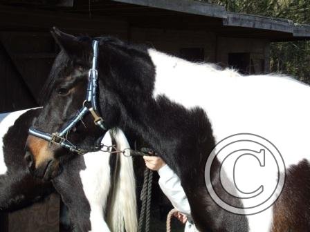 t Nice Pose Lace.! beg Mar09