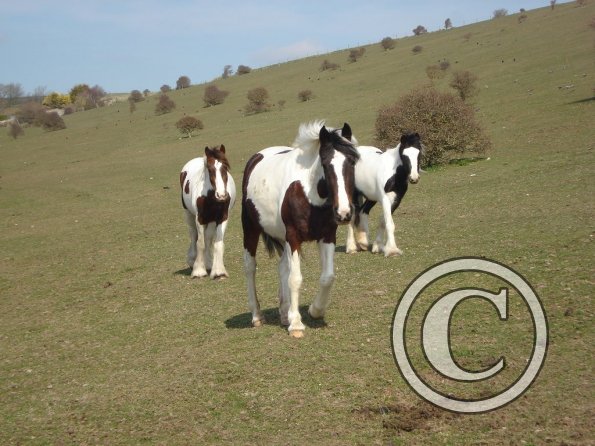 Lance Fee and Willow