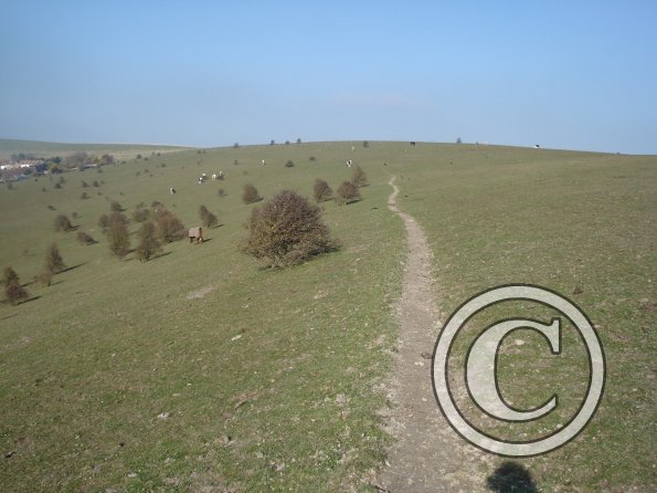 Pasture after harrowing