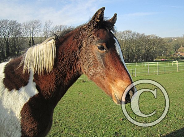 Golden Ghost Poser Extraordinaire (2)