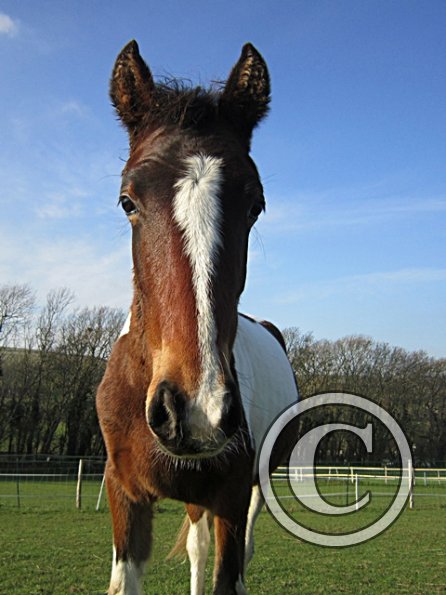 Golden Ghost Poser Extraordinaire (3)