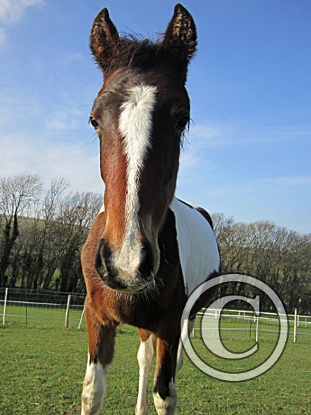 Golden Ghost Poser Extraordinaire (4)