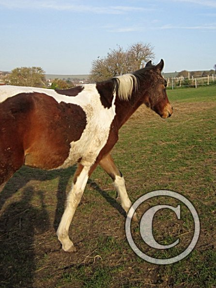 Golden Ghost Poser Extraordinaire (5)