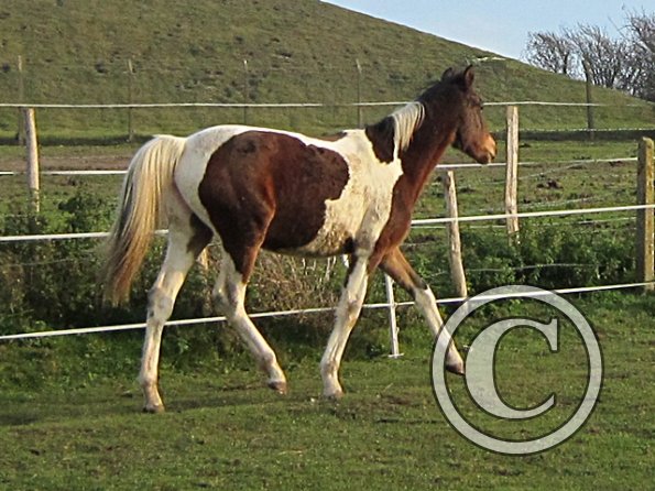Golden Ghost Poser Extraordinaire (7)