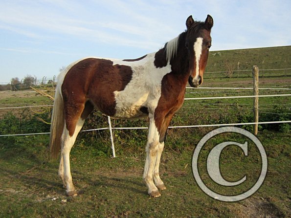 Golden Ghost Poser Extraordinaire