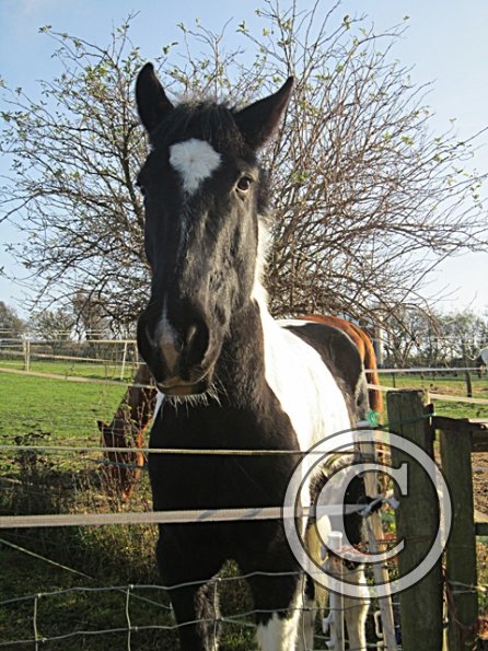 JD Always Hungry (2)