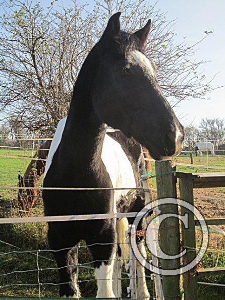 JD Always Hungry (3)