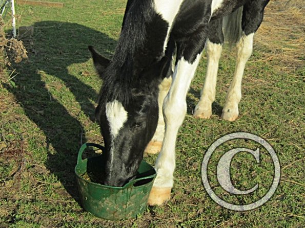 JD Always Hungry (4)