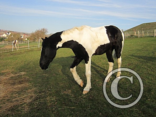 JD Always Hungry (5)