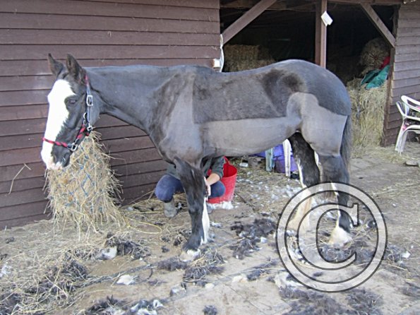 Jessie Freshly Clipped (3)
