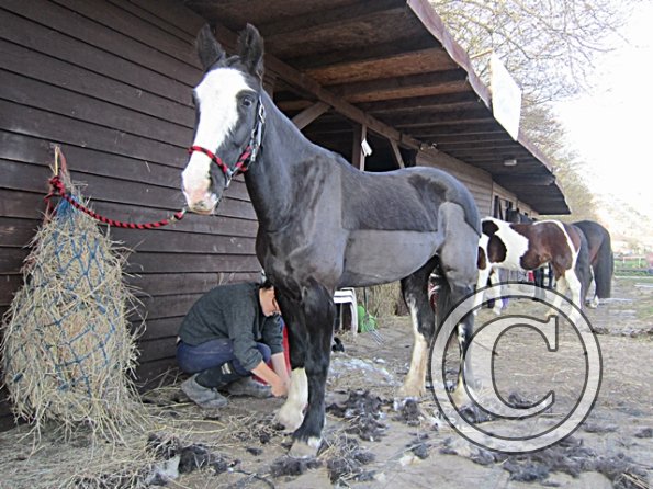 Jessie Freshly Clipped