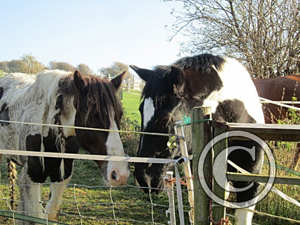 Lance and JD cuddles