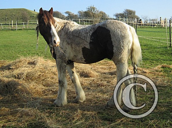 Lancelot Mud Monster (3)