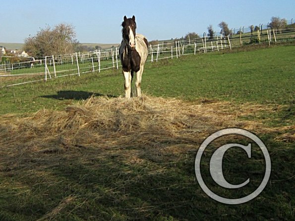 Lancelot Mud Monster (4)