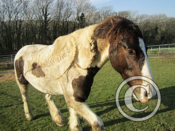 Lancelot Mud Monster (5)