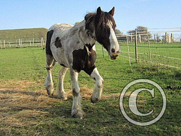 Lancelot Mud Monster