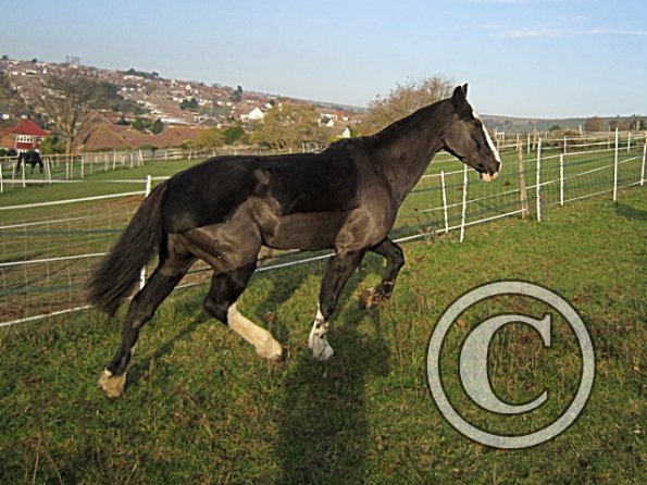 Little Miss Jessie (7)