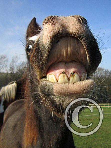 Teddy Super Playful (11)