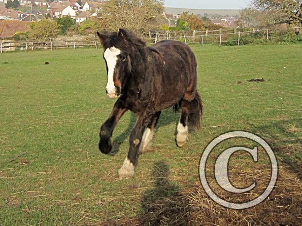 Teddy Super Playful (12)