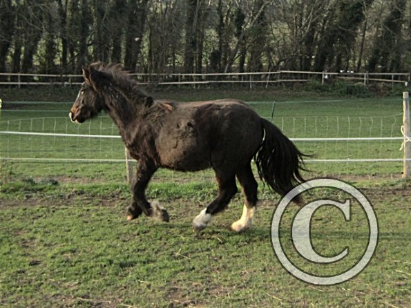 Teddy Super Playful (13)