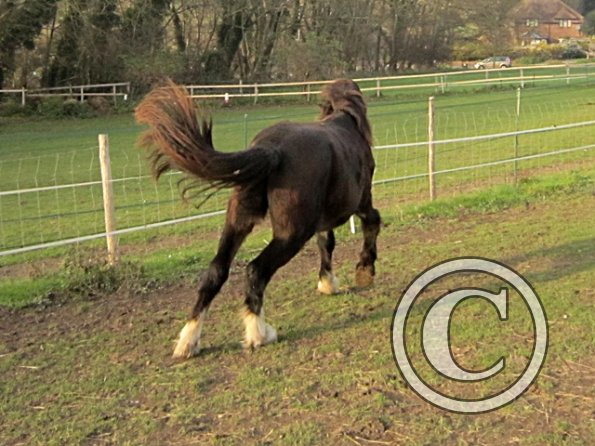 Teddy Super Playful (14)