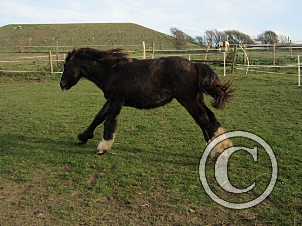 Teddy Super Playful (15)