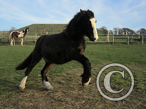 Teddy Super Playful (16)