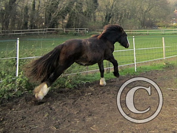 Teddy Super Playful (2)