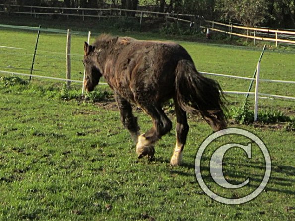 Teddy Super Playful (3)